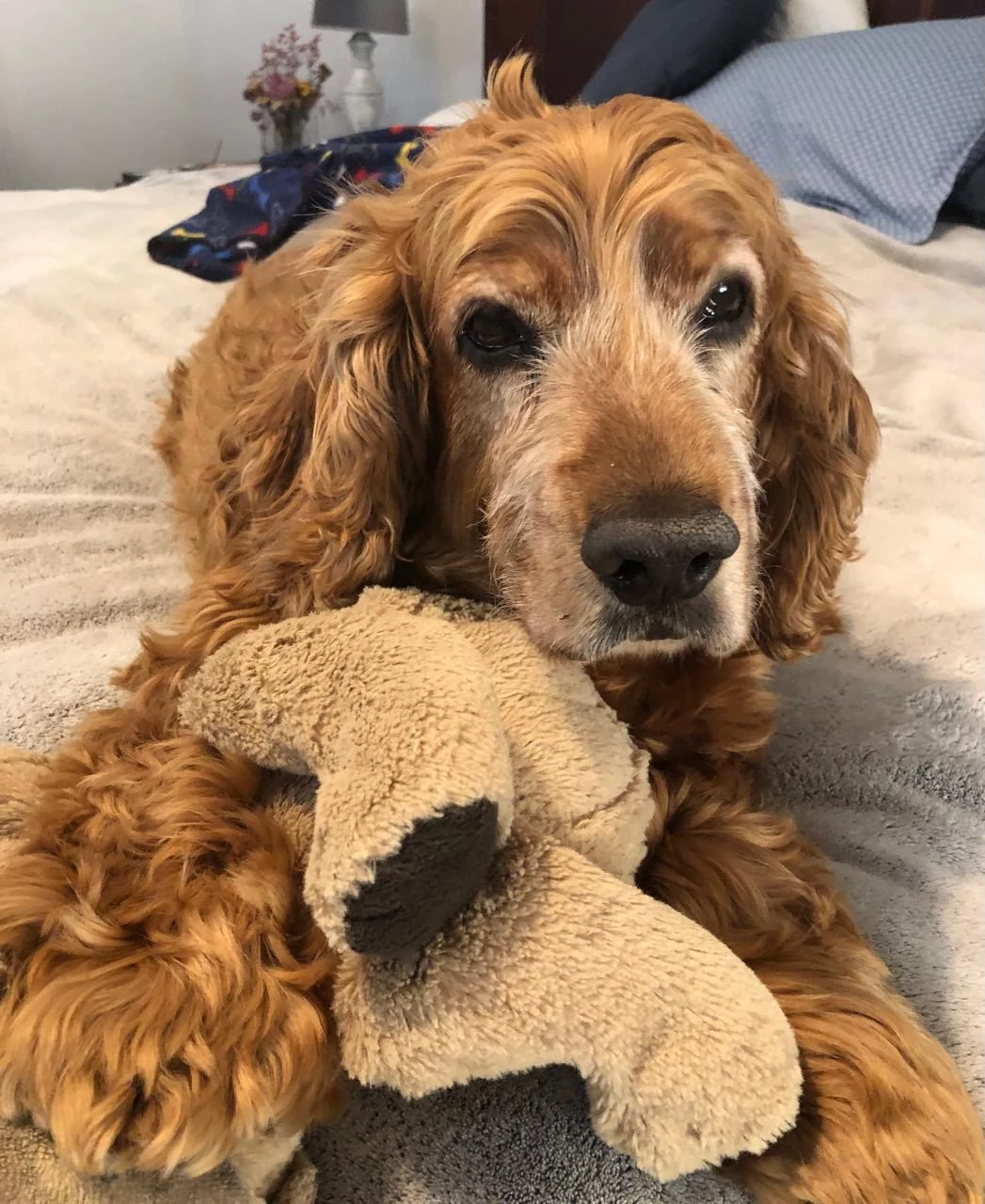 Douglas in his later years, grey around the muzzle, resting his chin on his teddy
