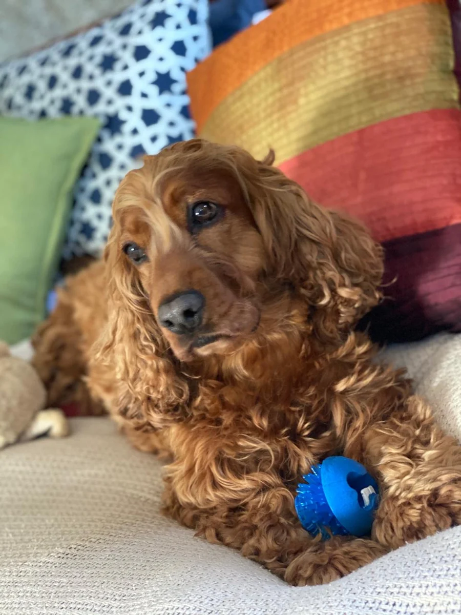 Douglas as a young cocker spaniel, bright-eyed, resting against the sofa cushions
